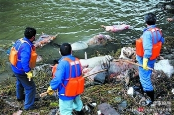 В реке на юго-западе Китая нашли около тысячи мёртвых уток