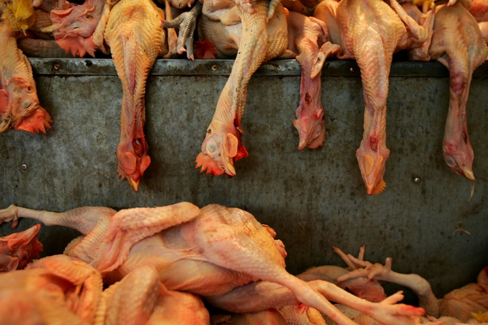 Птичий грипп в Китае убивает не только птиц, но и людей. Фото: Getty Images