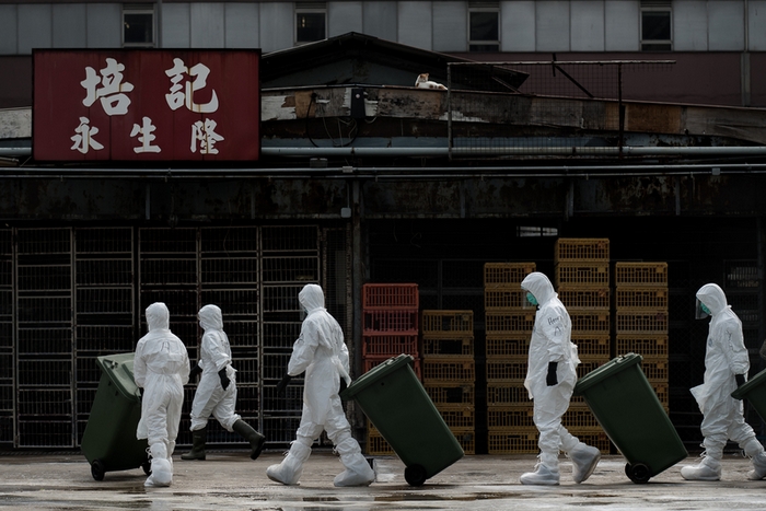 В Гонконге уничтожают партию живых птиц из континентального Китая, которые оказались заражены птичьим гриппом. Январь 2014 года. Фото: PHILIPPE LOPEZ/AFP/Getty Images