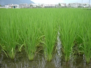 Китайцы не хотят питаться ГМО-рисом