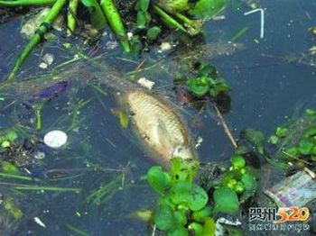 Вода в реке Хэцзян загрязнена токсичными металлами. Фото с news.163.com