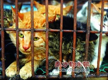 В Китае ежегодно поедают миллионы кошек. Фото: nddaily.com