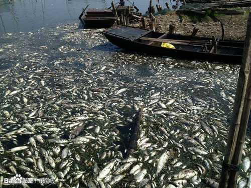 В результате первого этапа проекта поворота рек в Китае, погибла вся рыба в озере Дунпин. Деревня Гулун провинции Шаньдун. Июнь 2013 года. Фото с epochtimes.com