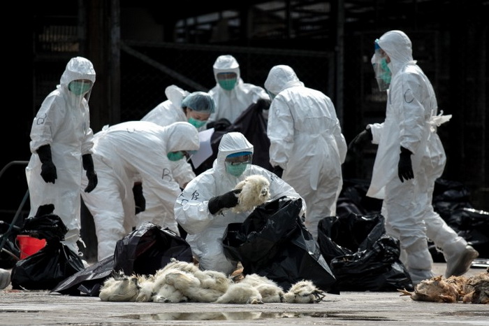 Стремительное распространение птичьего гриппа в Китае вызывает панику