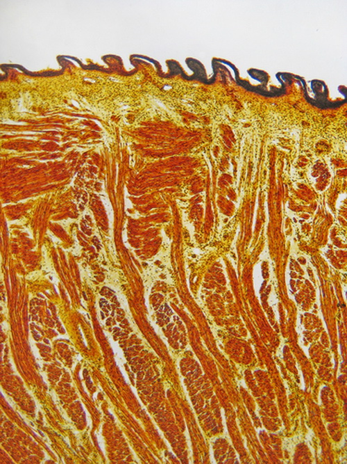 Как наше тело выглядит под микроскопом