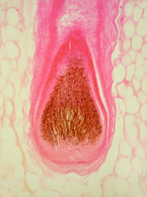 Как наше тело выглядит под микроскопом