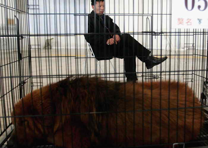В  китайском зоопарке собаку выдавали за льва