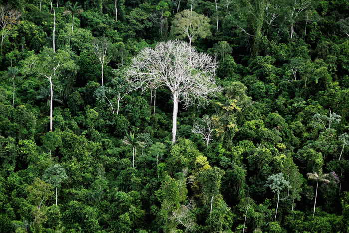 Тропический лес. Фото: Mario Tama/Getty Images