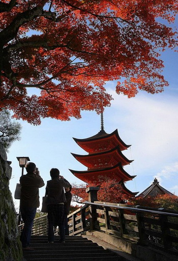 Туристы фотографируют пятиэтажную пагоду, около 27,6 метров высотой, скрытую за яркими листьями клёна в Ицукусиме, Миядзима, префектура Хиросима. Пагода, как считается, была построена в 1407 году. Фото: Kazuhiro Nogi/AFP/Getty Images