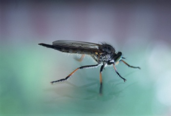 Что мы знаем о мухах