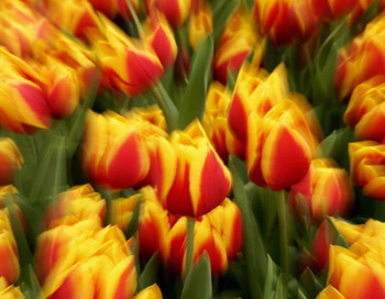 Тюльпаны. Фото: Robert Cianflone/Getty Images
