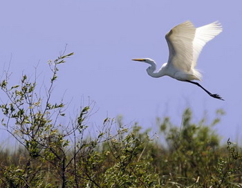 Взлетит птица — и внезапно ты вспомнишь меня. Фото: DANIEL GARCIA/AFP/Getty Images 