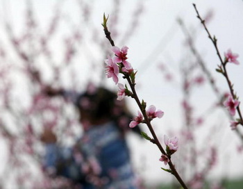 Приятное знакомство с поэзией династии Тан. «Персиковые цветы в храме Далинь»