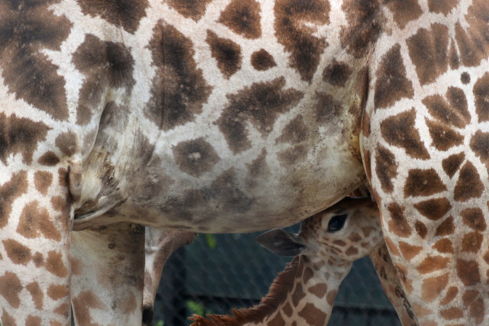 В Индии родился редкий африканский жираф