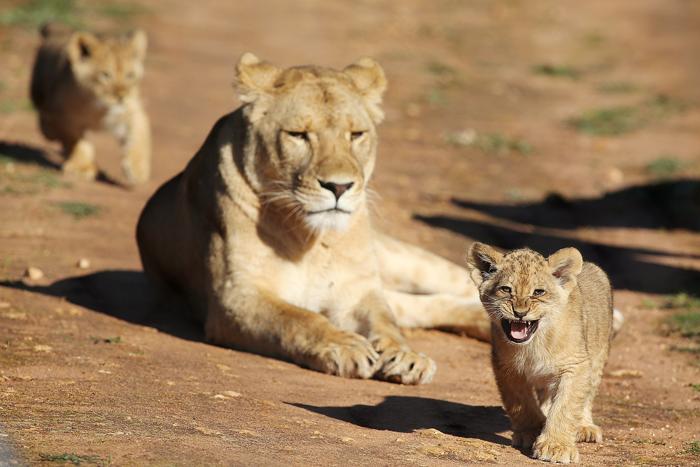 Три львёнка показались публике в зоопарке Монарто
