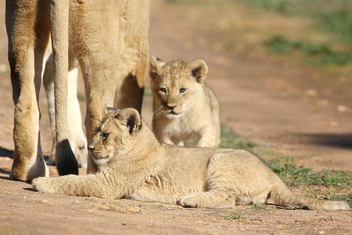 Три львёнка показались публике в зоопарке Монарто