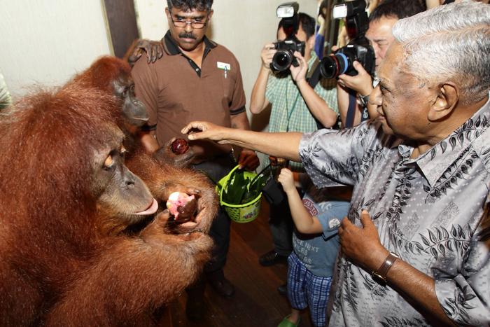 Сингапурский зоопарк отпраздновал 40-летний юбилей