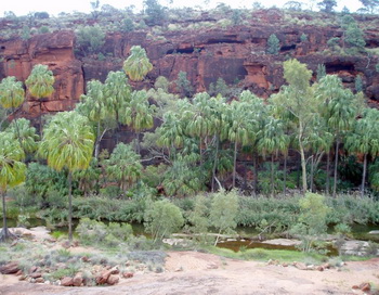 Пальмовый оазис в Австралии не является остатком леса Гондваны. Фото: spiegel.de