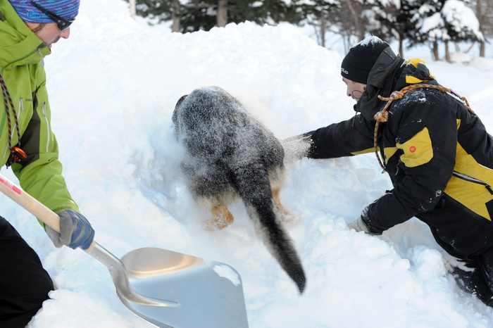 Любители зимних видов спорта представляют смертельную угрозу для альпийских животных