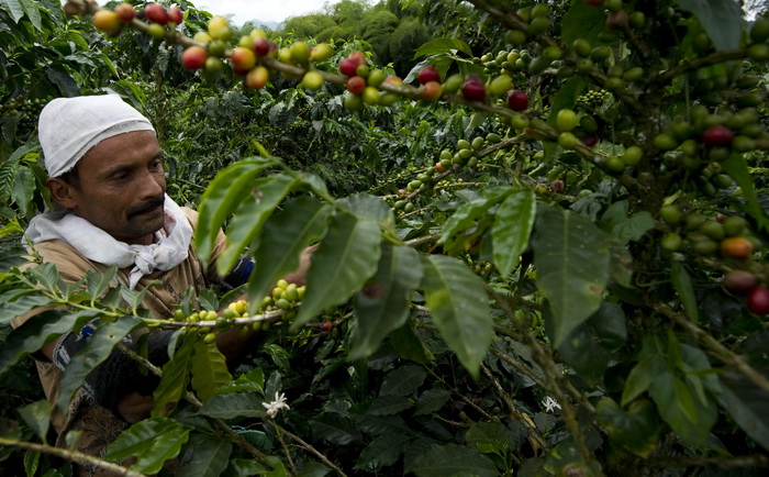 В перуанском национальном парке появятся кофейные плантации