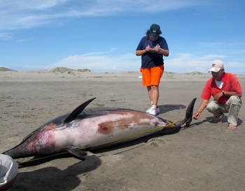 Погибшие дельфины. Фото: WILFREDO SANDOVAL/AFP/GettyImages