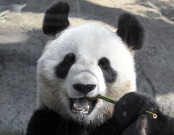 Панда. Фото: YOSHIKAZU TSUNO/AFP/Getty Images