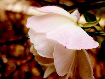 Дарите женщинам цветы со смыслом. Белая роза. Фото: Хава ТОР/Великая Эпоха