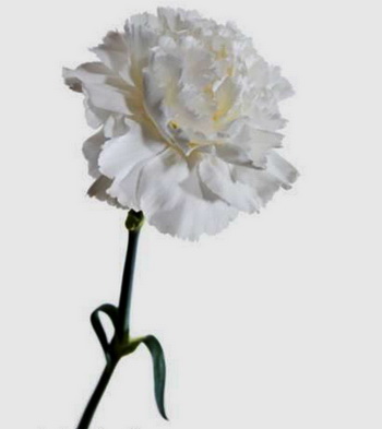 Дарите женщинам цветы со смыслом. Белая гвоздика. Фото с сайта ba-bamail