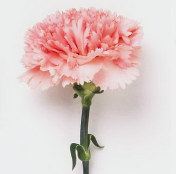 Дарите женщинам цветы со смыслом. Розовая гвоздика. Фото с сайта ba-bamail