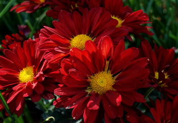 Дарите женщинам цветы со смыслом. Хризантема. Фото: Хава ТОР/Великая Эпоха