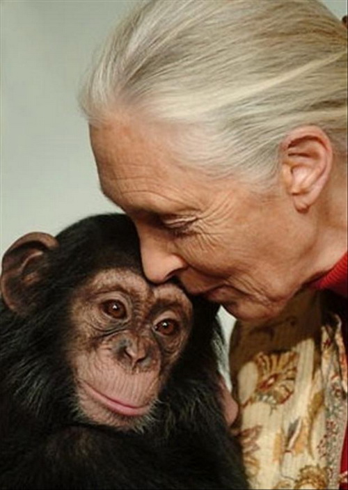 Джейн Гудель — неутомимый адвокат шимпанзе. Фото с сайта trestrasjane.blogspot.com
