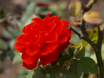 Дарите женщинам цветы со смыслом.Красная роза. Фото: Хава ТОР/Великая Эпоха