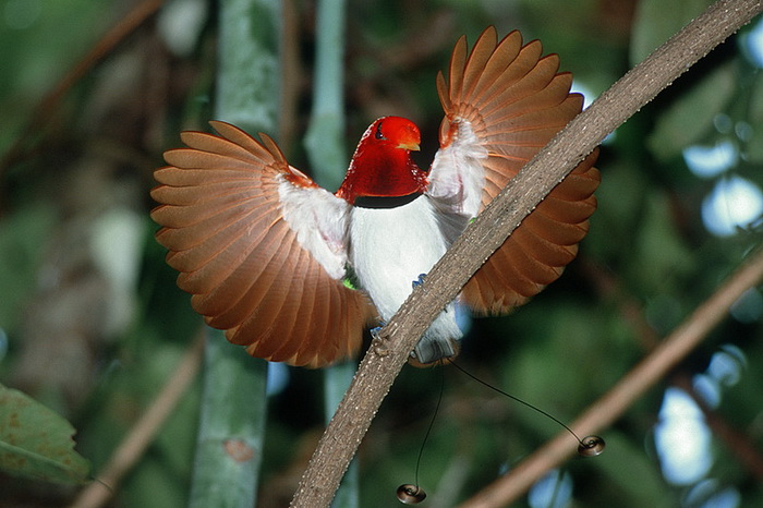 Завершение исследования: Всё о великолепных райских птицах