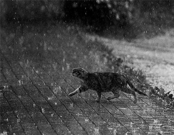 Кошка под дождём... Фото: diary.ru