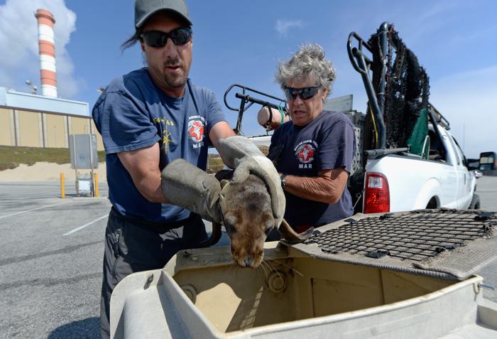 В Калифорнии по неизвестной причине гибнут сотни морских львов