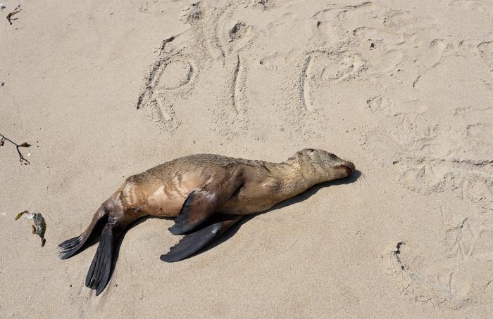 В Калифорнии по неизвестной причине гибнут сотни морских львов