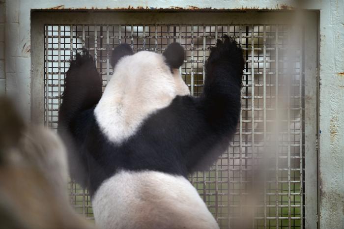Гигантская панда Ян Гуан ждёт подругу