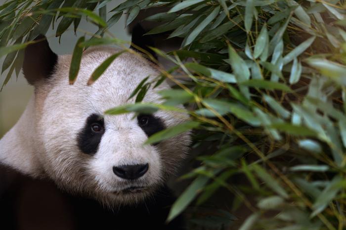 Гигантская панда Ян Гуан ждёт подругу