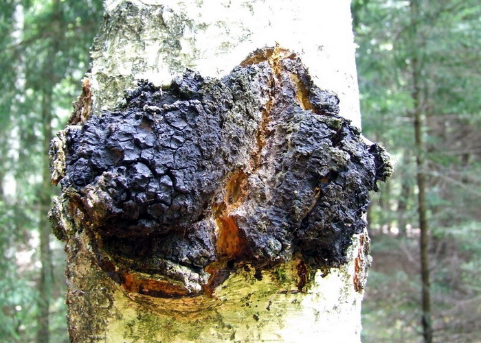 Чага, чёрный берёзовый гриб. Фото: Tocekas/commons.wikimedia.org