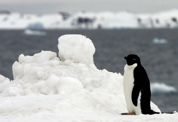 Российская делегация сводит на нет всемирные усилия по защите Антарктики