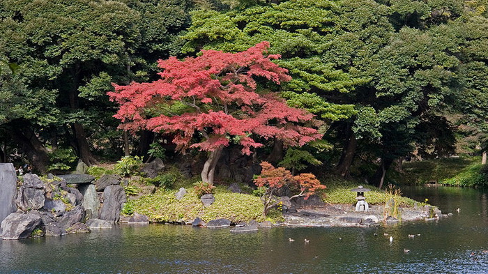 Японский сад, Токио, Япония. Фото: Gribeco/commons.wikimedia.org