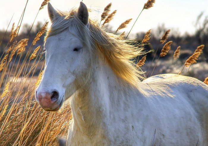 В Испании выпустили на волю лошадей редкой породы. Фото: Wolfgang Staudt/flickr.com