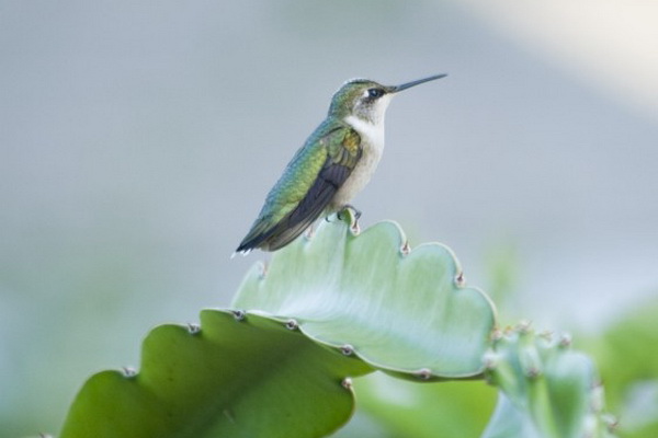 Колибри: десять больших фактов о маленьких птицах