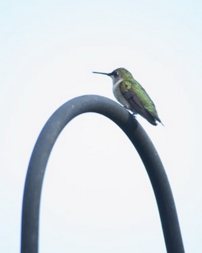Колибри: десять больших фактов о маленьких птицах