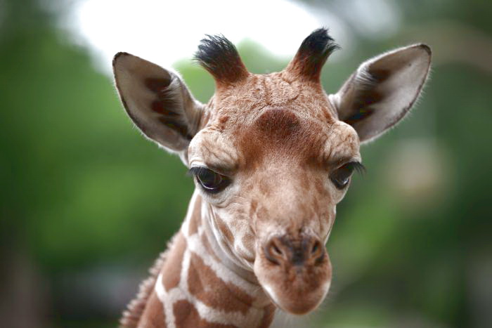 В зоопарке Бруклина у жирафа и африканской антилопы родились детёныши