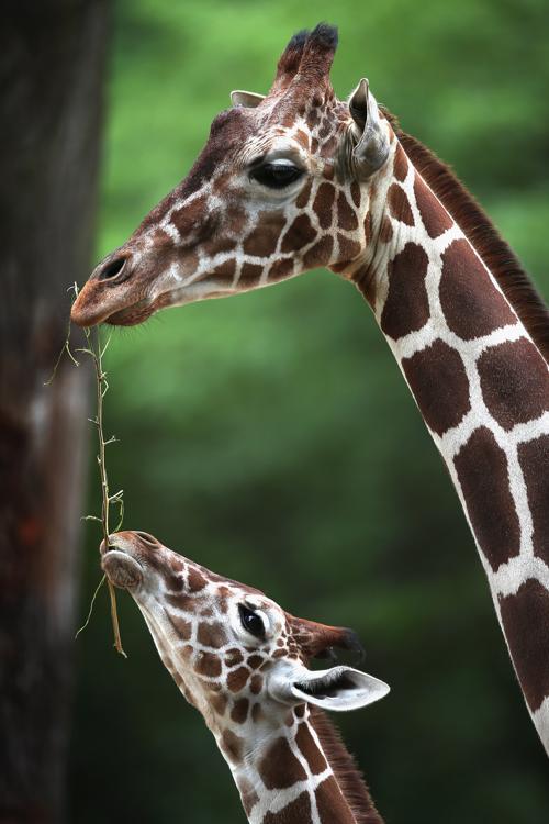 В зоопарке Бруклина у жирафа и африканской антилопы родились детёныши