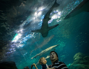 Акула в «Аквариуме». Фото: Andrew Burton/Getty Images
