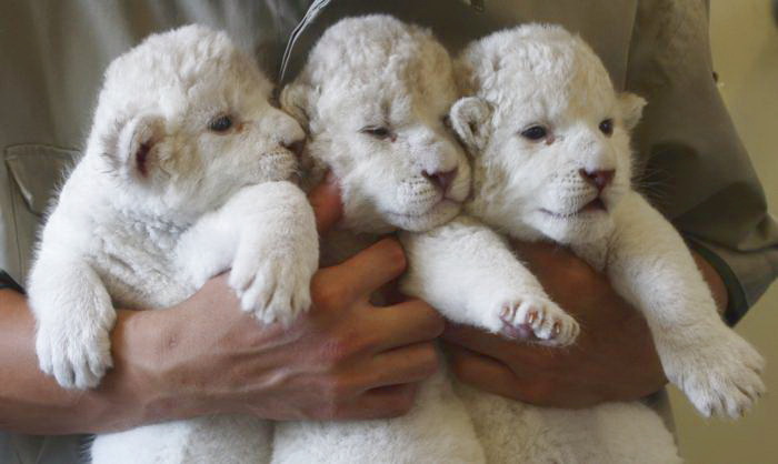 Семь белоснежных львят родились в Химедзи
