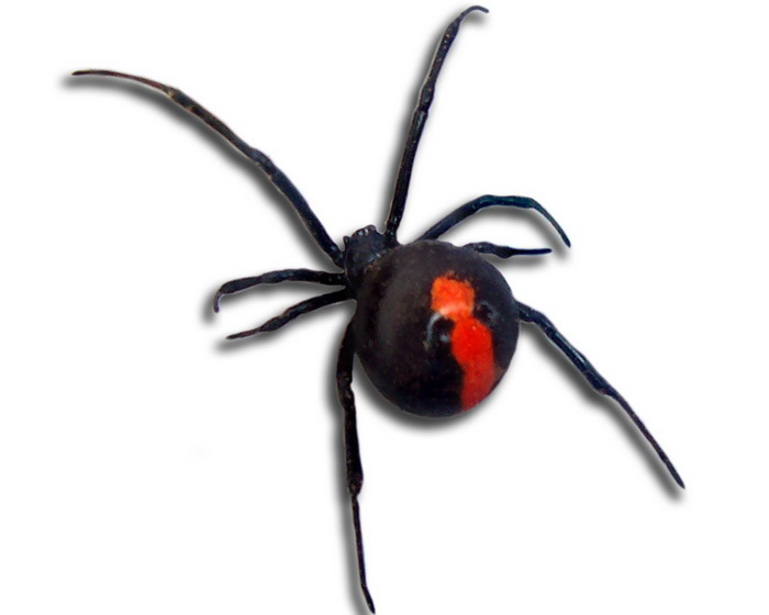 Семь самых опасных пауков в мире