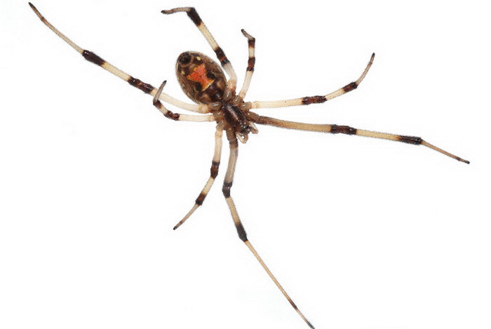 Семь самых опасных пауков в мире